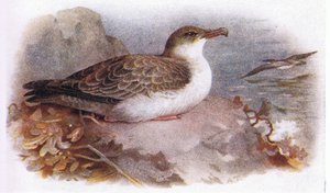 伟大的Shearwater